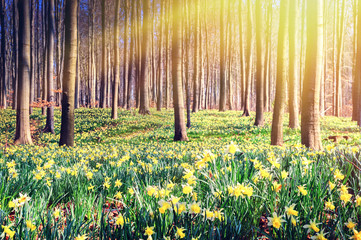 Spring forest covered by yellow daffodils - 80384136