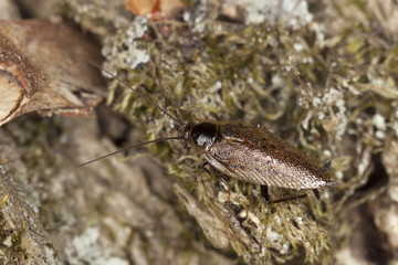 Tawny Cockroach, Ectobius pallidus