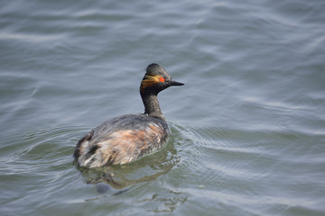ハジロカイツブリ夏羽