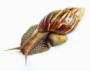 A Garden Snail (Cornu aspersum) is a species of land snail .- Is