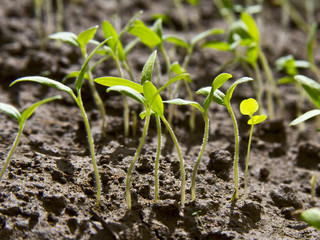 Seedlings of tomatoes