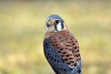 Buntfalke