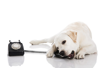 Dog and phone