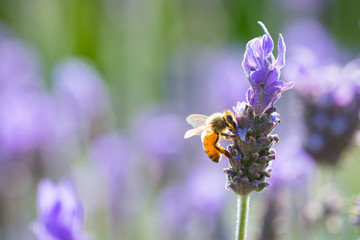 ラベンダーとミツバチのクローズアップ
