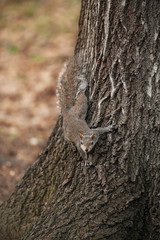 grey squirrel sitting on the tree