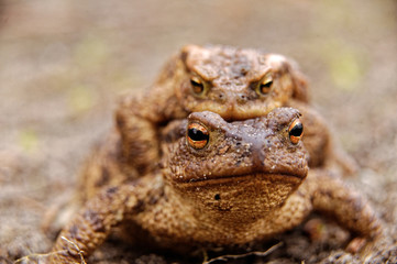 Common toads in the course of the copulation.View from the front