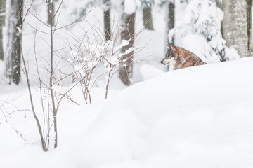 portrait grey wolf in the snow