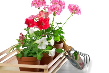 Gardening. Outdoor gardening tools and flowers