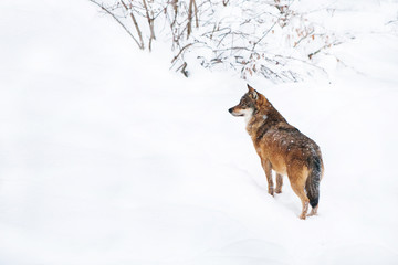 portrait grey wolf in the snow