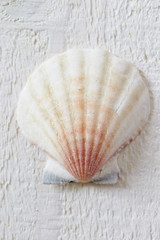 Sea shell