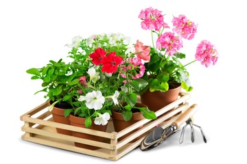 Fototapeta na wymiar Gardening. Outdoor gardening tools and flowers