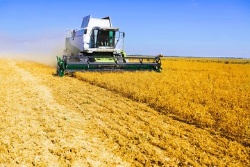 Fototapeta na wymiar Harvester. Combine harvester harvesting wheat on sunny summer