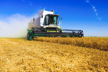 Plakat Harvester. Combine harvester harvesting wheat on sunny summer