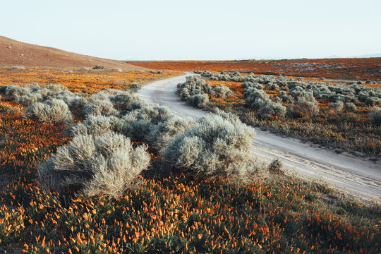A naturalised crop of the vivid orange flowers, the California poppy, Eschscholzia californica, flowering, in the Antelope Valley California poppy reserve. Papaveraceae.