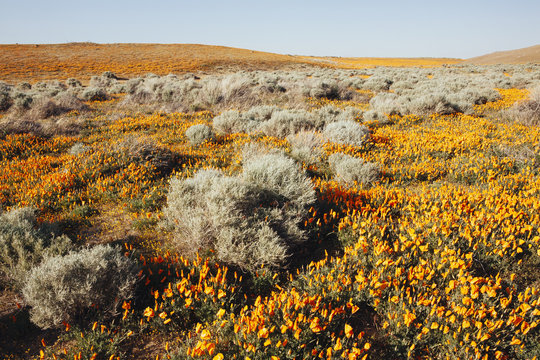 A naturalised crop of the vivid orange flowers, the California poppy, Eschscholzia californica, flowering, in the Antelope Valley California poppy reserve. Papaveraceae.
