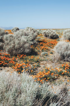 A naturalised crop of the vivid orange flowers, the California poppy, Eschscholzia californica, flowering, in the Antelope Valley California poppy reserve. Papaveraceae.