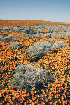 A naturalised crop of the vivid orange flowers, the California poppy, Eschscholzia californica, flowering, in the Antelope Valley California poppy reserve. Papaveraceae.