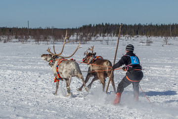 Гонки на оленях