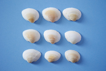 Sea shells