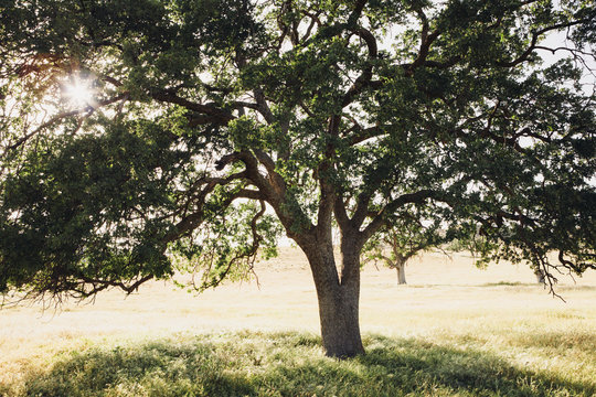 A mature California oak tree, with spreading branches and green leaves. 