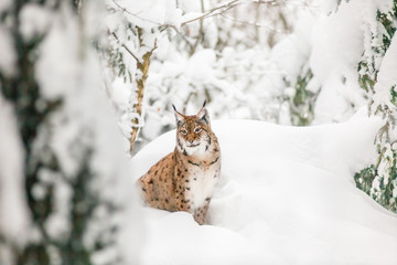 Naklejka premium lynx in the snow