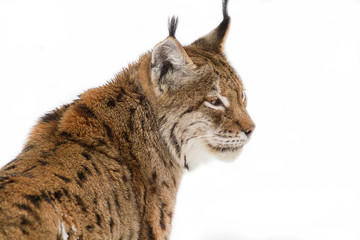 Fototapeta premium lynx in the snow