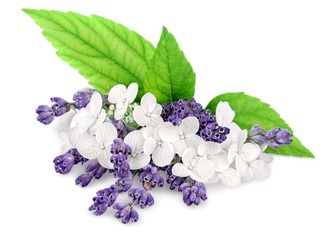 Flowers. Bunch of lavender nd jasmine flowers on a white