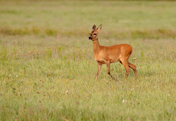 Roe deer grazing on the meadow