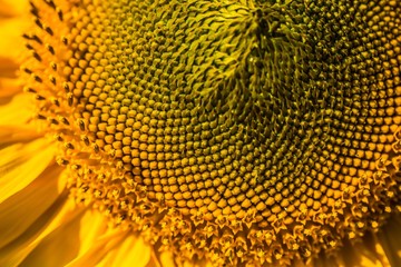 Macro. beautiful warm sunflower close