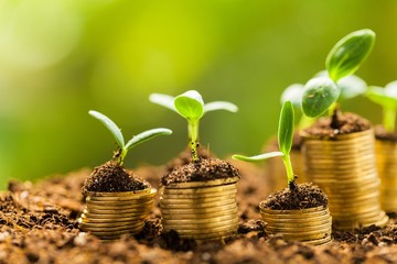 Growth. Golden coins in soil with young plant isolated. Tilt