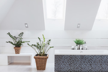 Houseplants in luxury washroom
