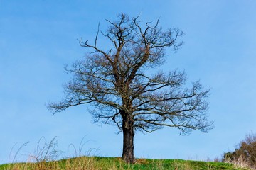 lone dead tree in spring