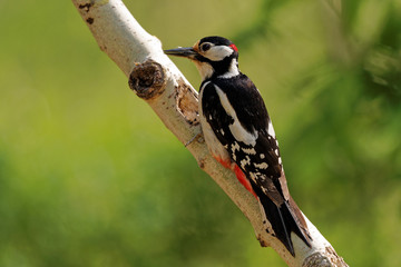 Male of great spotted woodpecker sitting on birch