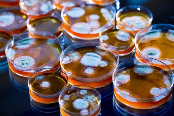 Penicillin fungi in petri dishes © luchschenF
