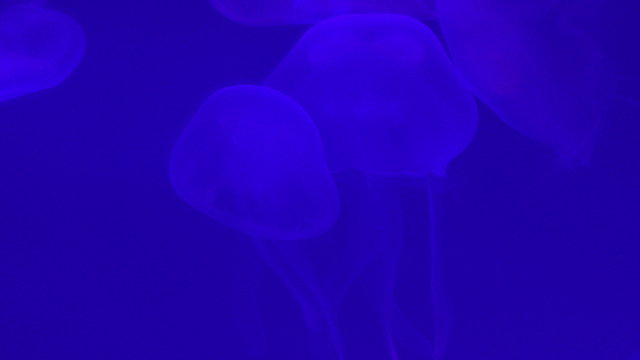 Jellyfish under blue light in 4K