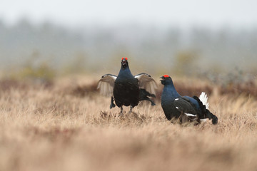 Black grouses at lek early in the spring with snowfall