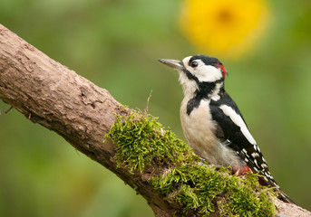 Adult male of the great spotted woodpecker