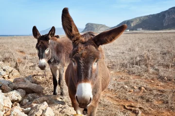 Crédence de cuisine en verre imprimé Âne Curious donkeys