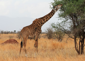 giraffe eating, Tanzania