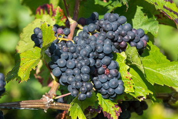 weintrauben 2015-410