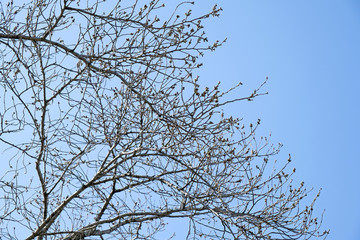 桜の木　（咲く前）