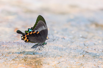 Fototapeta na wymiar Paris Peacock butterfly