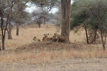 lions , Tanzania