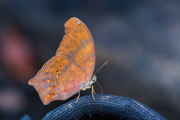 Great Assyrian butterfly
