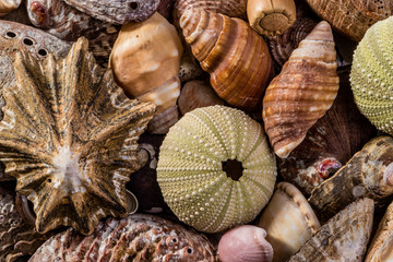 A Mix of Seashells