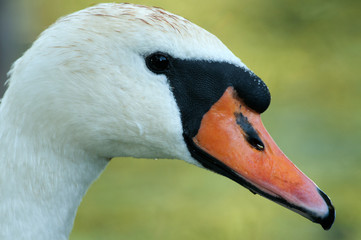 Portrait of the mute swan