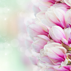 Fototapeta premium Blossoming pink magnolia tree Flowers