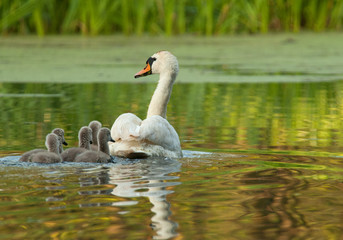 Female the mute swan with chicks , rear view.