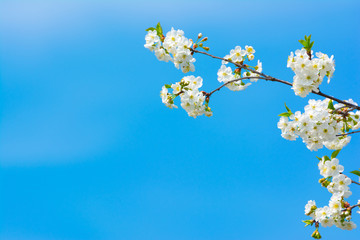 Flowers and Blue Sky