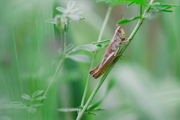 grasshopper on a branch
